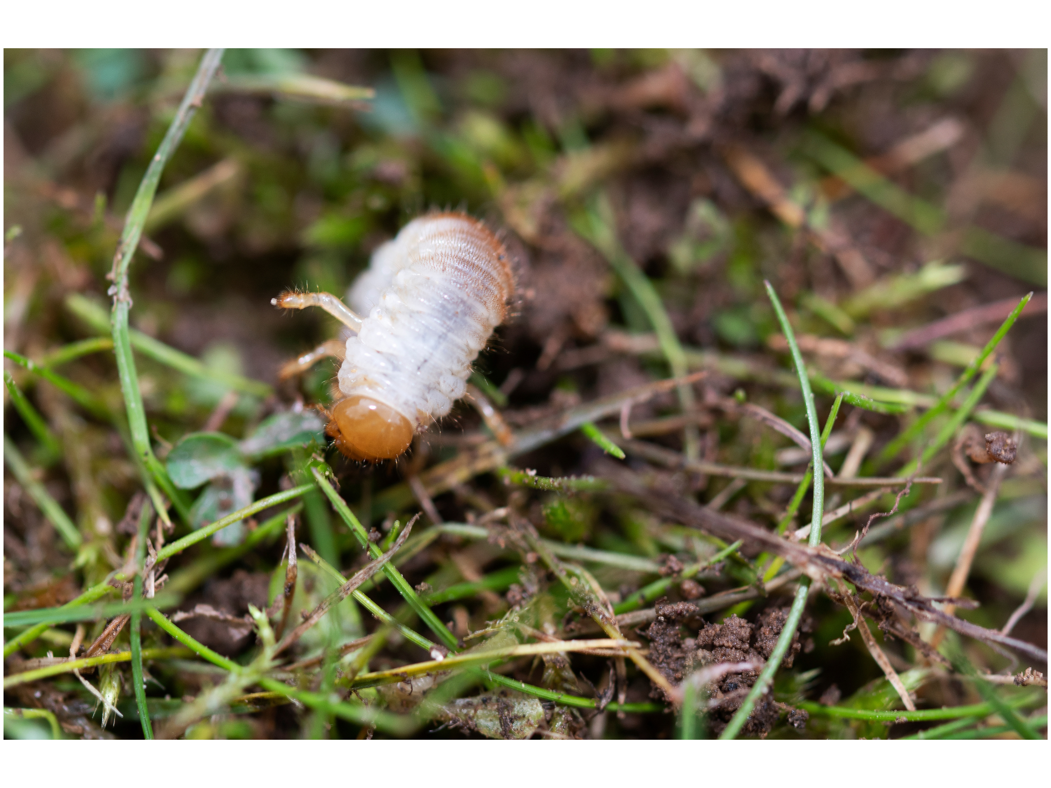 Grub Control