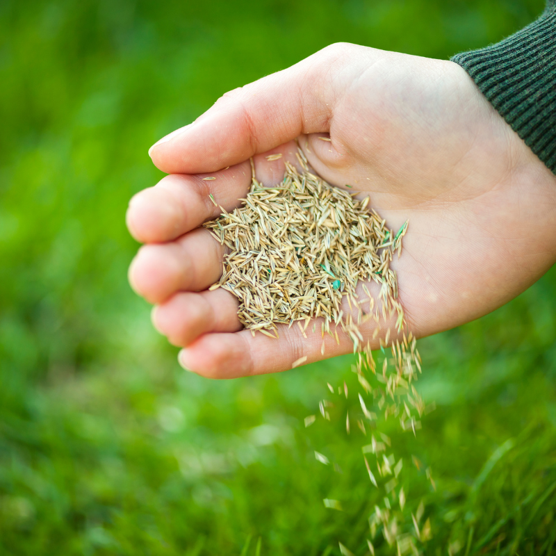 Growforge Elite Seed Blend - 10KG - Growforge