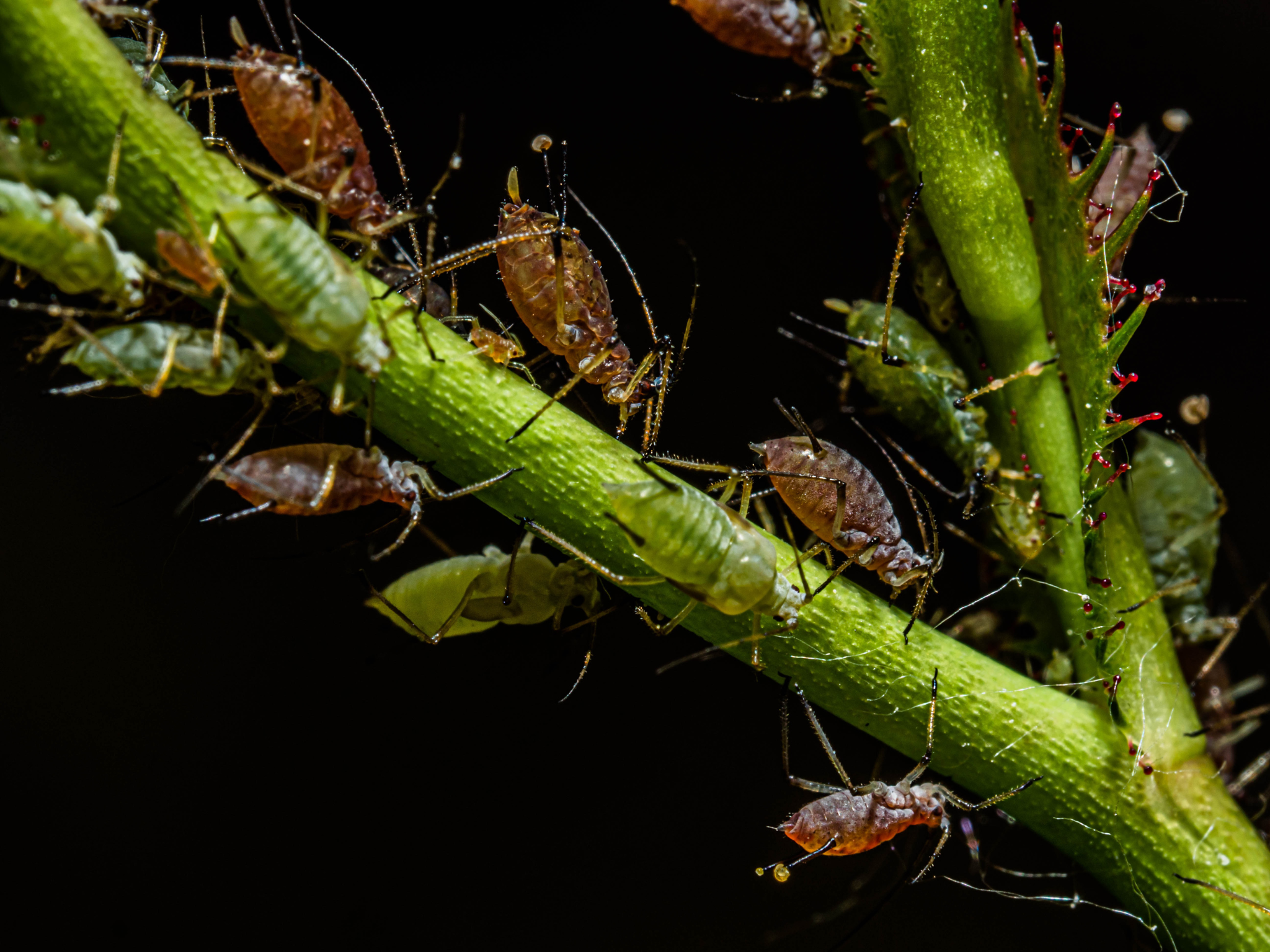 Aphids on Plant 