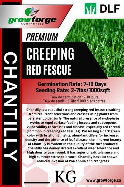 Chantilly - Creeping Red Fescue 1KG - Growforge