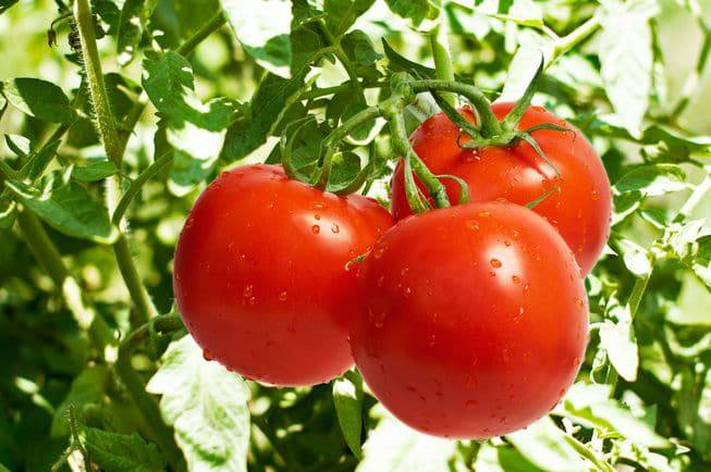GrowPro Tomato Pack - Small - Tomato & Pepper Fertilizer Bundle - Growforge
